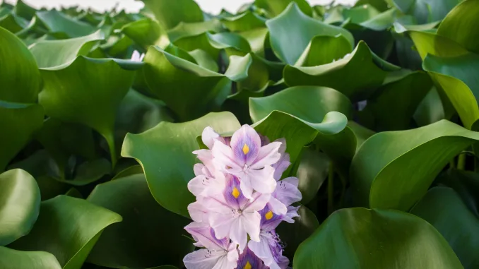 Eichhornia crassipes, commonly known as water hyacinth. Highly problematic invasive species at Guadiana River, Badajoz, Spain