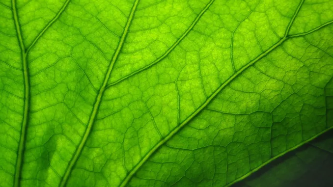 chlorophyll, Green leaf through glass - texture / background