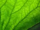 chlorophyll, Green leaf through glass - texture / background