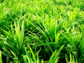 Pandanus leaf background, pandan