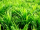 Pandanus leaf background, pandan